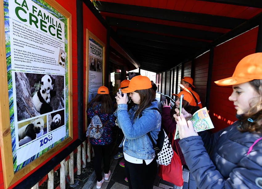 パンダのスペイン初上陸から40周年、マドリード動物園とパンダの縁