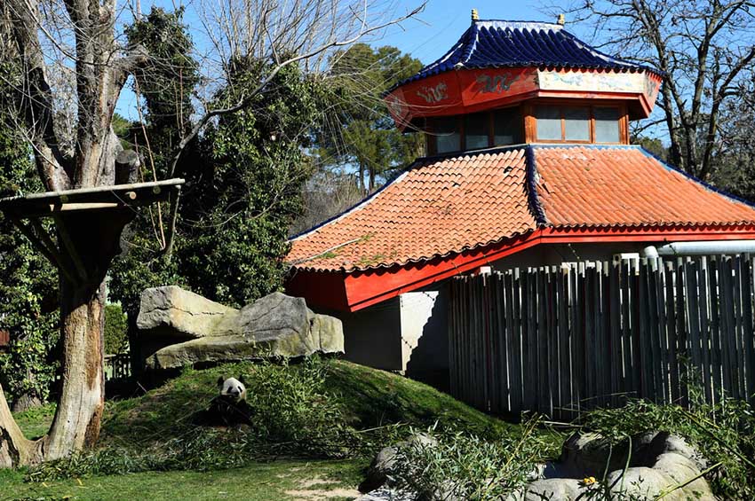 パンダのスペイン初上陸から40周年、マドリード動(dòng)物園とパンダの縁