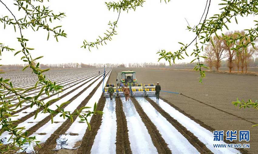 新疆塔里木地區(qū)、綿花の種まきシーズンに