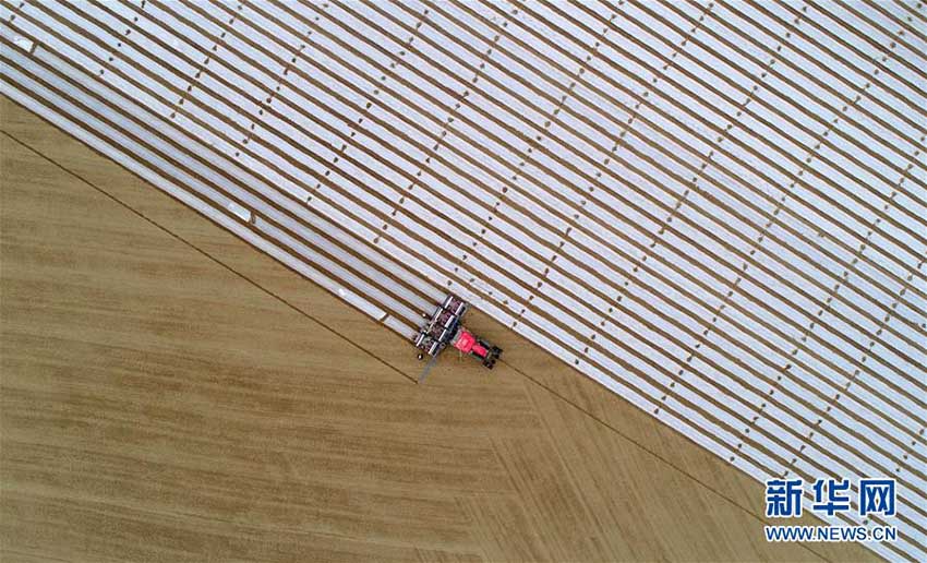 新疆塔里木地區(qū)、綿花の種まきシーズンに