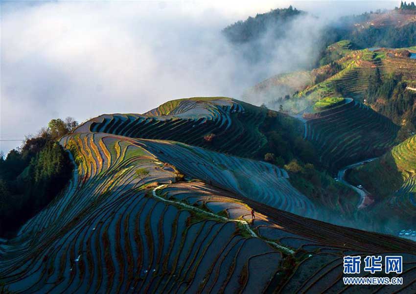 広西壯族自治區(qū)の棚田に仙境のように立ち込める雲(yún)霧