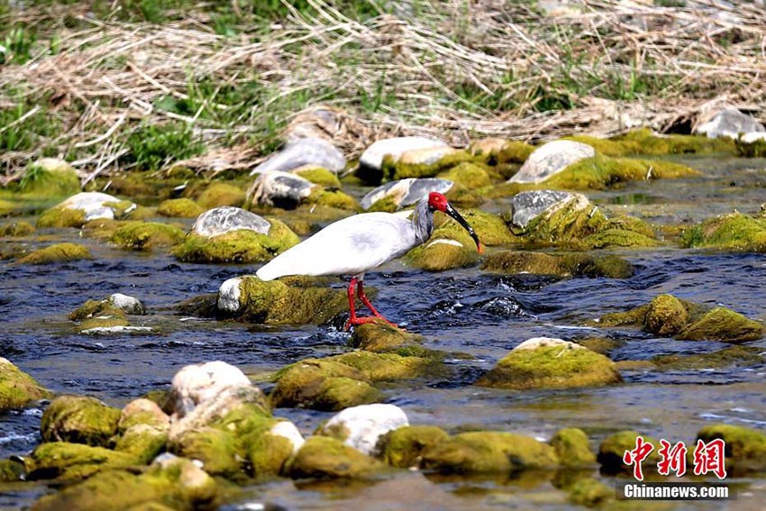 「東洋の寶石」トキの繁殖シーズン到來、生息數は増加傾向に　陝西省
