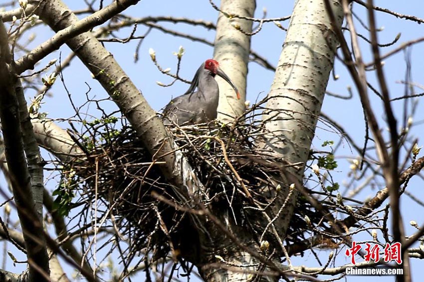 「東洋の寶石」トキの繁殖シーズン到來、生息數(shù)は増加傾向に　陝西省