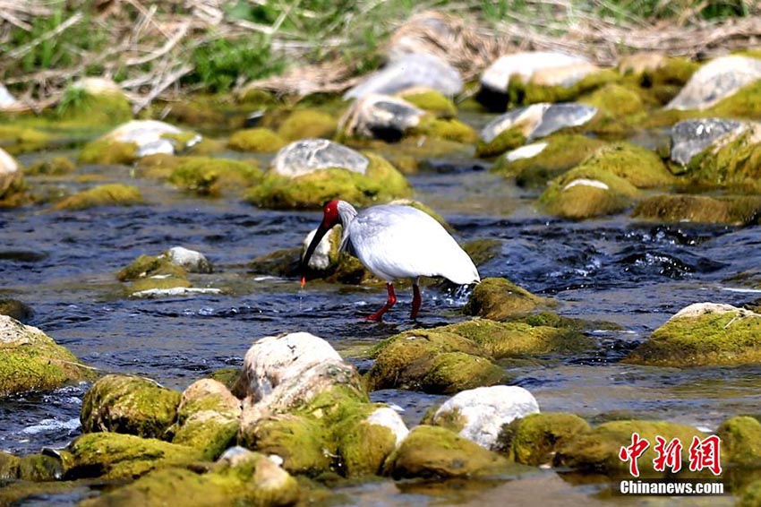 「東洋の寶石」トキの繁殖シーズン到來、生息數(shù)は増加傾向に　陝西省