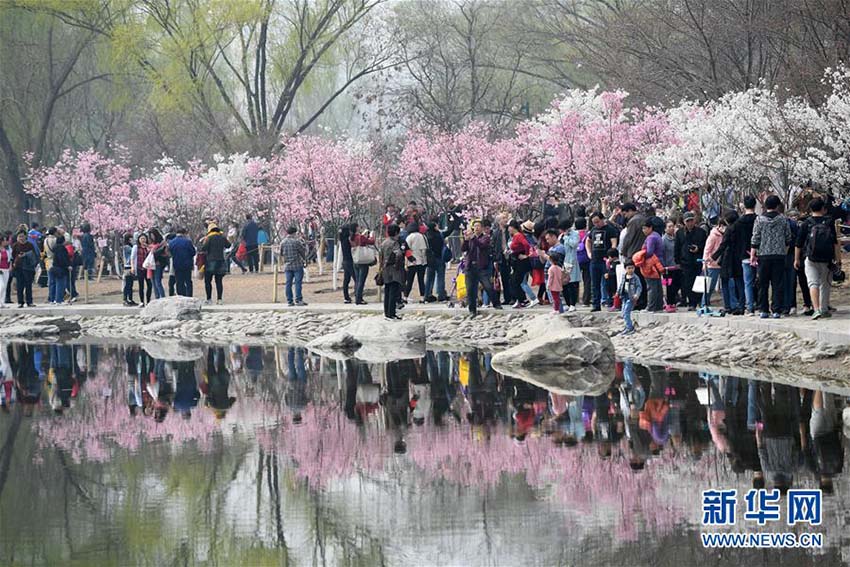 北京市玉淵潭公園に花見シーズン到來、早咲きの桜が開花