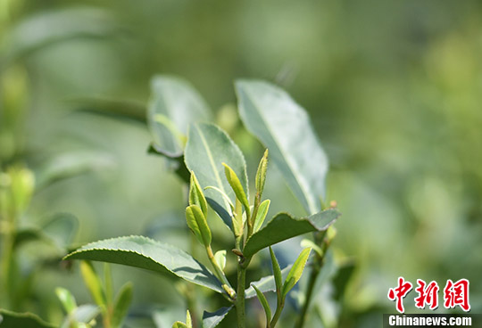 龍井茶の中でも良質(zhì)で希少価値の高い「明前茶」の茶摘みスタート　杭州