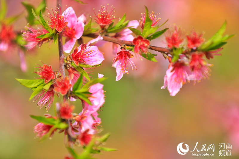 野山を埋め盡くすピンク色の美しい景色　河南省光山県で咲き誇る桃の花