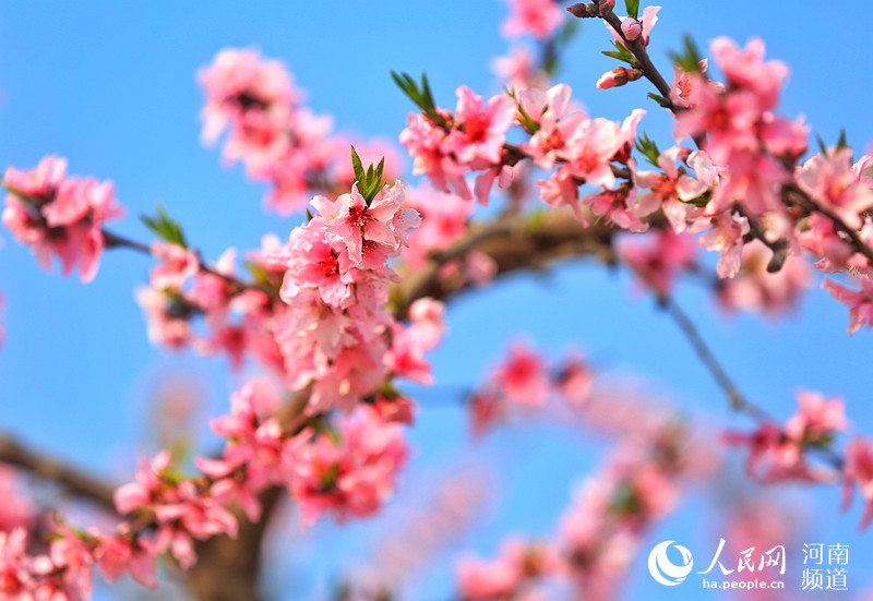 野山を埋め盡くすピンク色の美しい景色　河南省光山県で咲き誇る桃の花