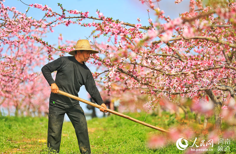 野山を埋め盡くすピンク色の美しい景色　河南省光山県で咲き誇る桃の花
