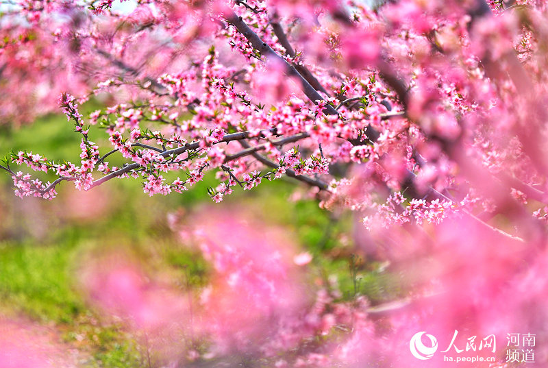 野山を埋め盡くすピンク色の美しい景色　河南省光山県で咲き誇る桃の花