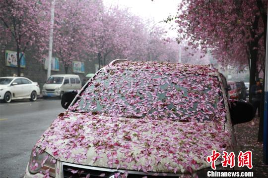 雨上がり、ピンク色の花びらに覆われた街　広西壯族自治區(qū)