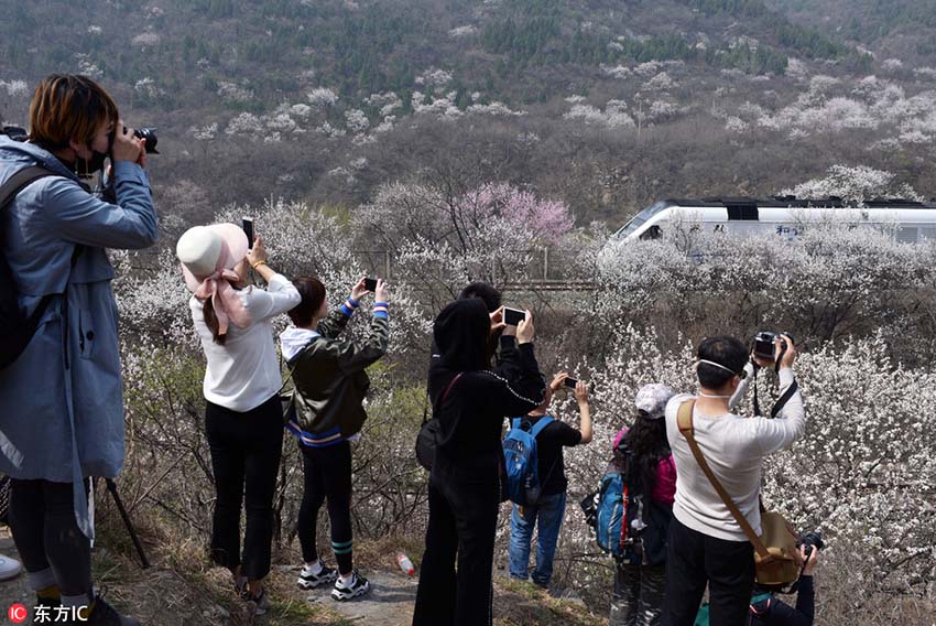長城の麓に咲き誇る桃の花　花の海を進(jìn)む高速列車