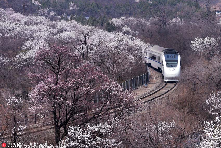 長城の麓に咲き誇る桃の花　花の海を進(jìn)む高速列車