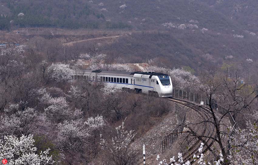長城の麓に咲き誇る桃の花　花の海を進(jìn)む高速列車