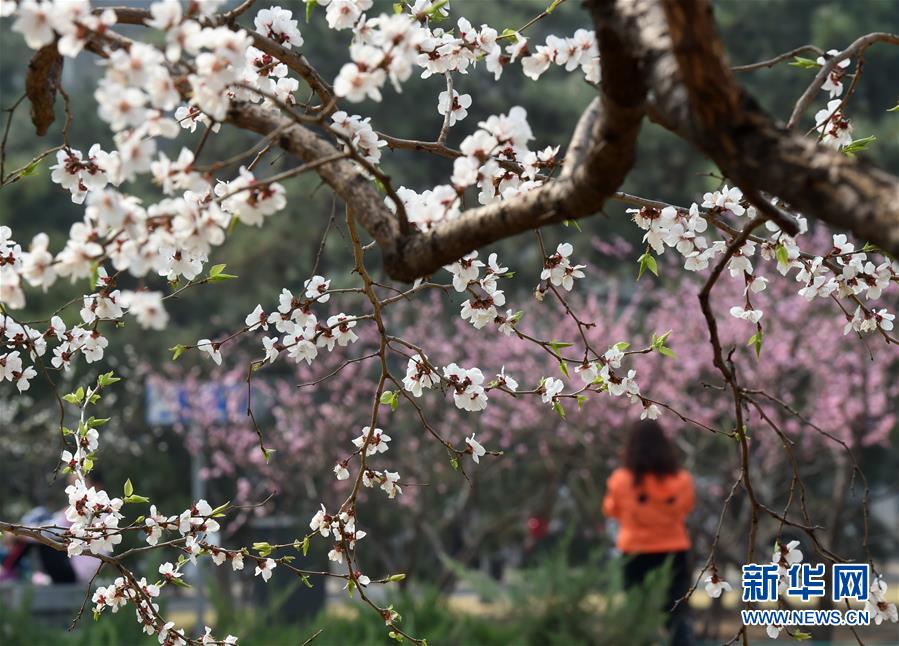 北京市に花見のベストシーズン到來