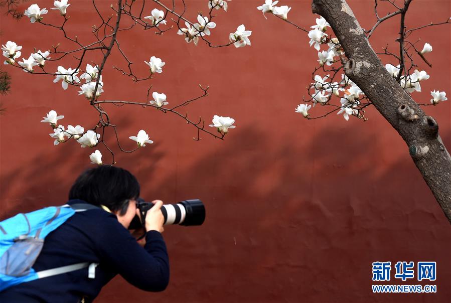 北京市に花見のベストシーズン到來