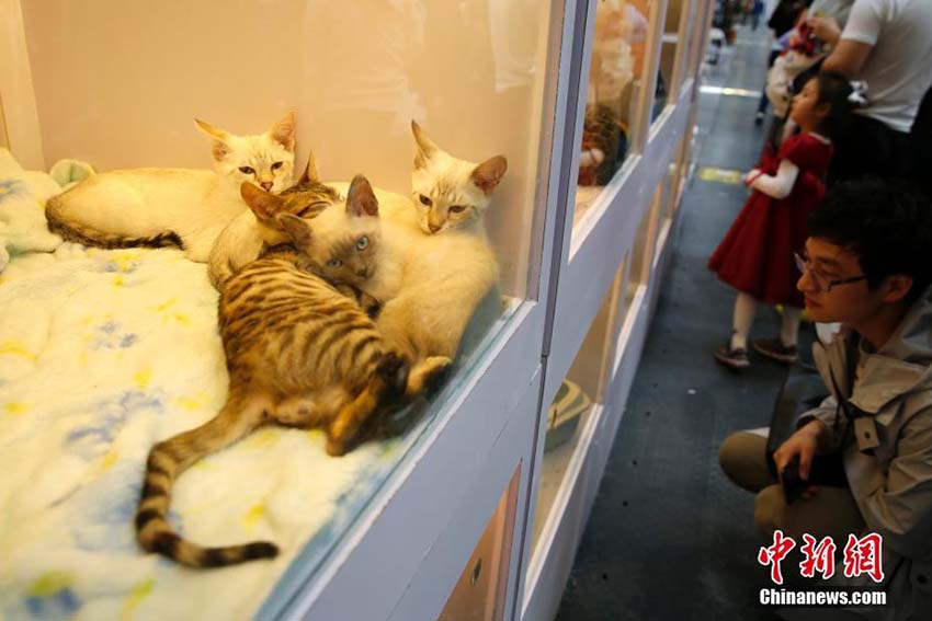 ペット文化フェスが北京市で開催　顧客を惹きつける可愛いペットが集結(jié)