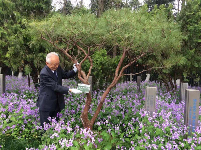 日本のある友好団體のメンバー、33年間毎年訪中して「緑の贖罪」