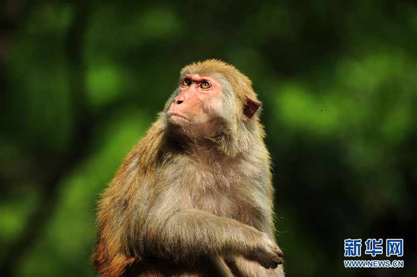 貴陽市の黔霊山公園內(nèi)に生息する愛らしいアカゲザルたち　貴州省