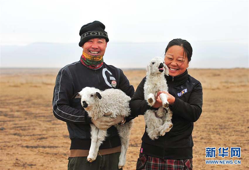 ヒツジの出産ラッシュ迎えた內(nèi)蒙古の草原