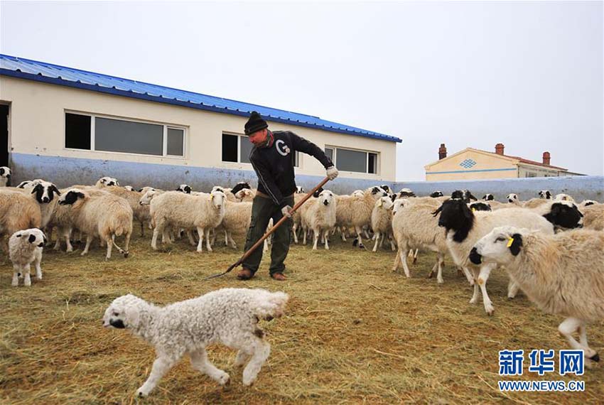 ヒツジの出産ラッシュ迎えた內蒙古の草原