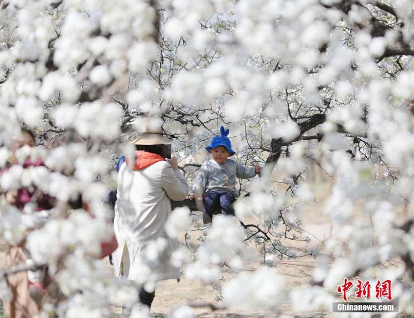 美しく咲き亂れる白い花　河北省固安県の梨園で梨の花が満開に