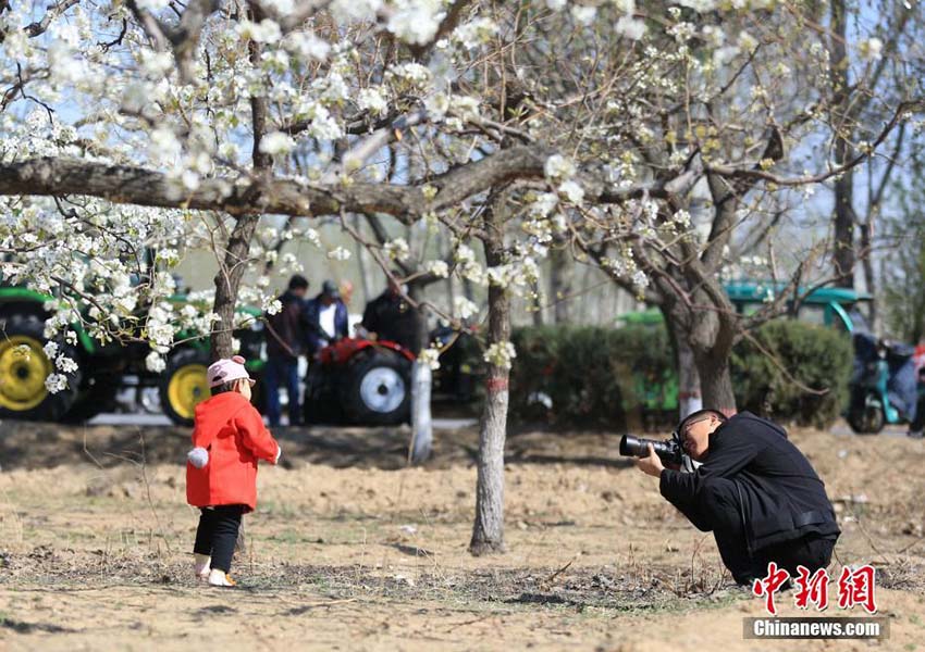 美しく咲き亂れる白い花　河北省固安県の梨園で梨の花が満開に