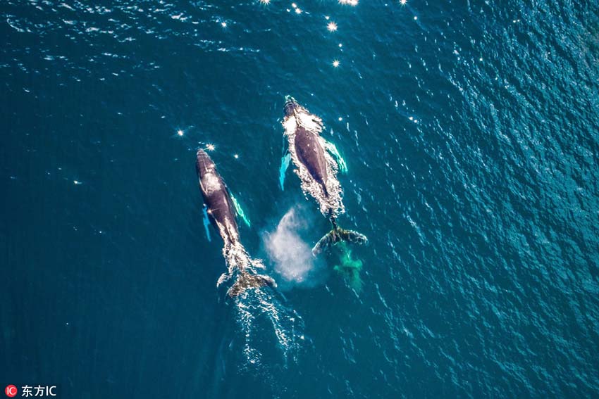 寫真家がドローンで撮影したアイスランドや北極圏の息をのむ絶景