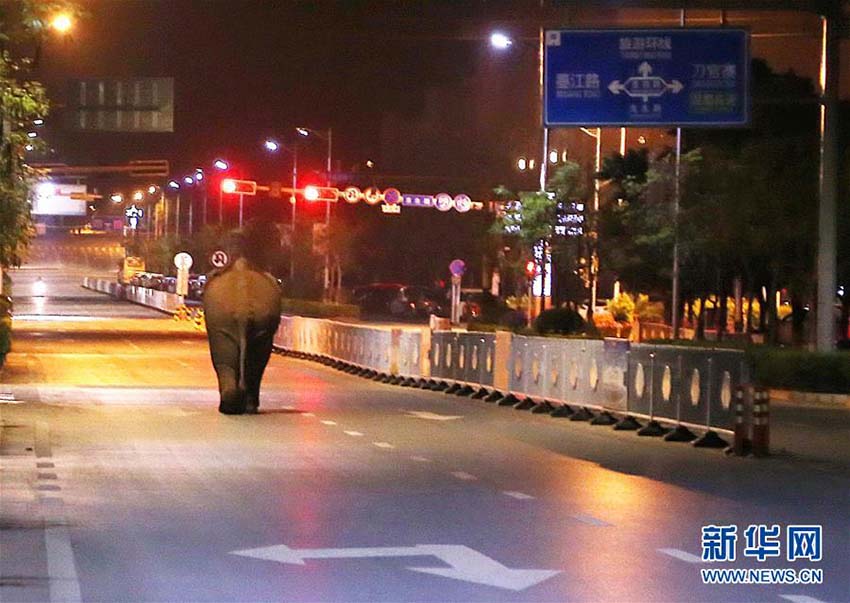 クマならぬゾウ出沒注意！雲南省の市の中心地にとんでもない闖入者