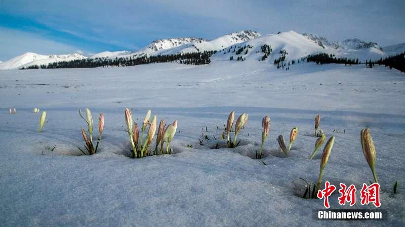 新疆の「空中草原」で氷を突き破り芽を出す野生ユリ