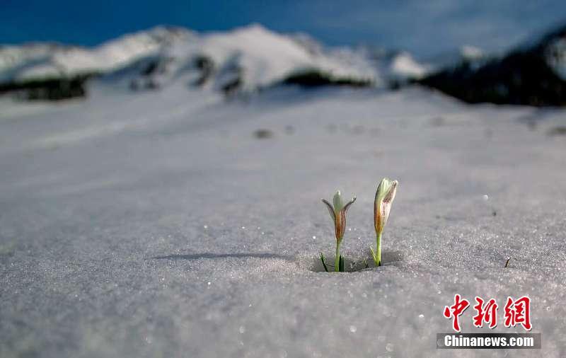 新疆の「空中草原」で氷を突き破り芽を出す野生ユリ