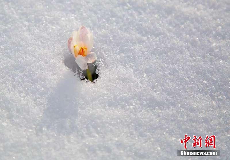 新疆の「空中草原」で氷を突き破り芽を出す野生ユリ