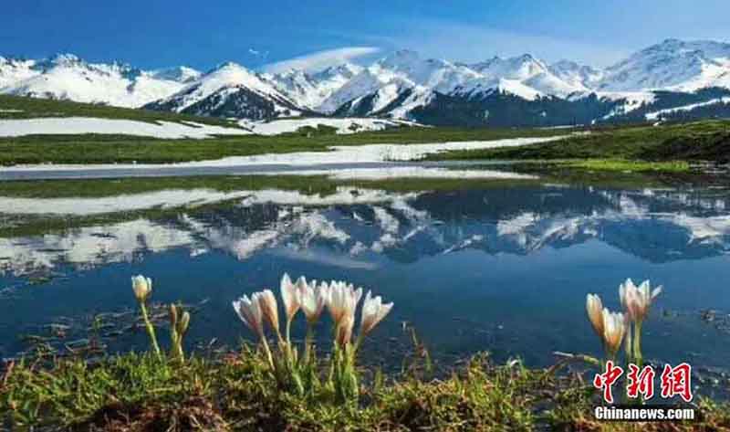 新疆の「空中草原」で氷を突き破り芽を出す野生ユリ