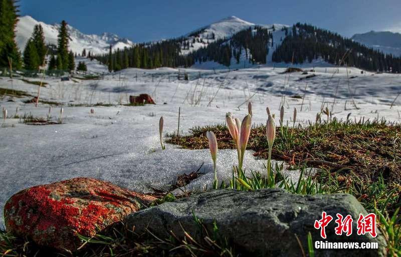 新疆の「空中草原」で氷を突き破り芽を出す野生ユリ