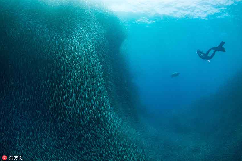 フィリピンの海底に巨大な渦！　深海で回遊するイワシの大群