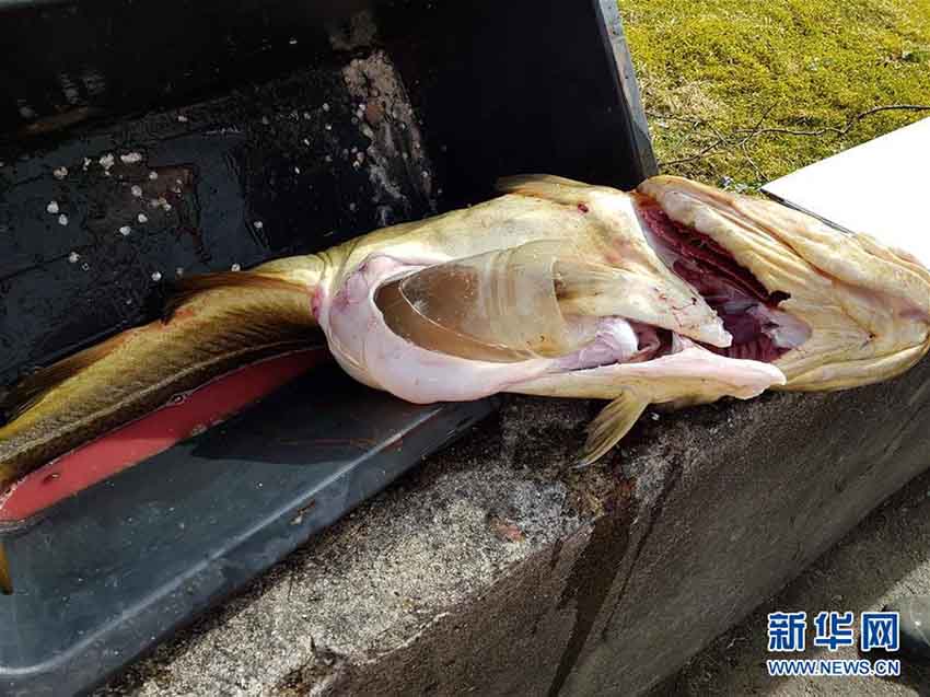 海洋汚染が深刻なノルウェー　捕まえたタラのお腹の中にペットボトル