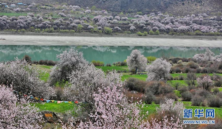 春真っ盛り?西蔵