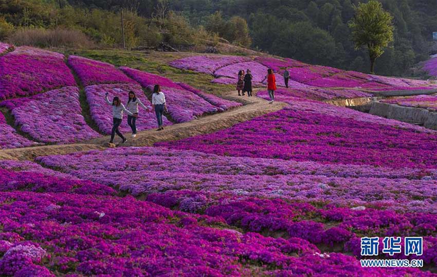 目の前に広がる一面の花の海　安徽省船倉村