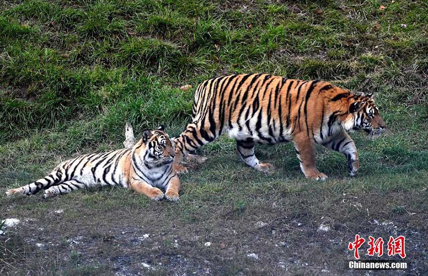 梅花山國(guó)家級(jí)自然保護(hù)區(qū)內(nèi)の華南トラたち　福建省