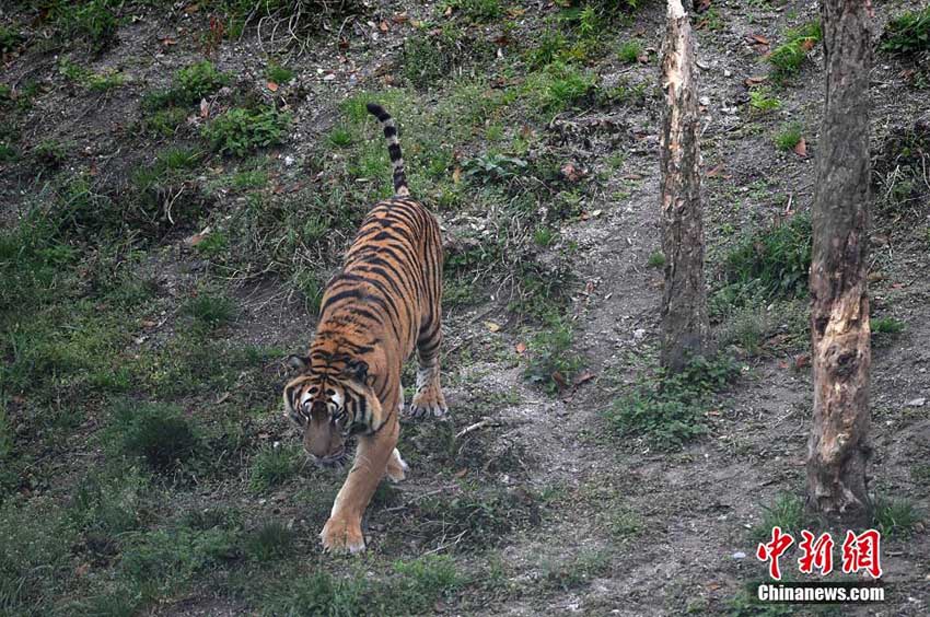 梅花山國家級自然保護區(qū)內(nèi)の華南トラたち　福建省
