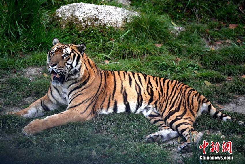 梅花山國家級自然保護(hù)區(qū)內(nèi)の華南トラたち　福建省