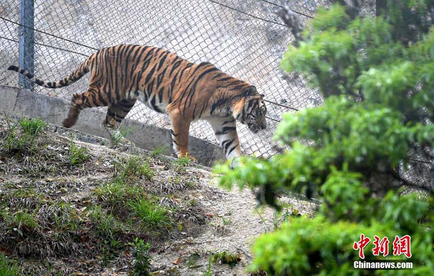 梅花山國(guó)家級(jí)自然保護(hù)區(qū)內(nèi)の華南トラたち　福建省