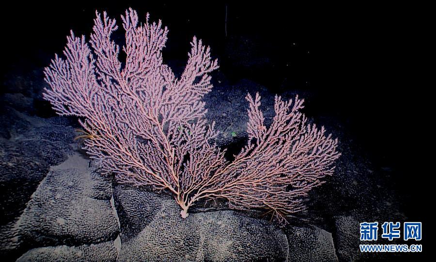 西太平洋の「海底の花園」マゼラン海山の生物たち