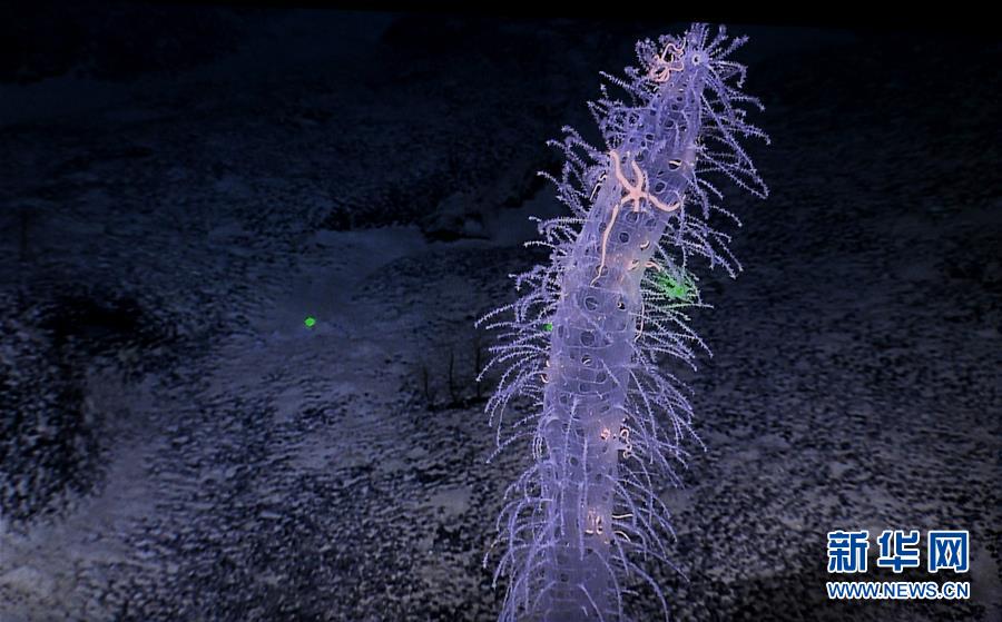西太平洋の「海底の花園」マゼラン海山の生物たち