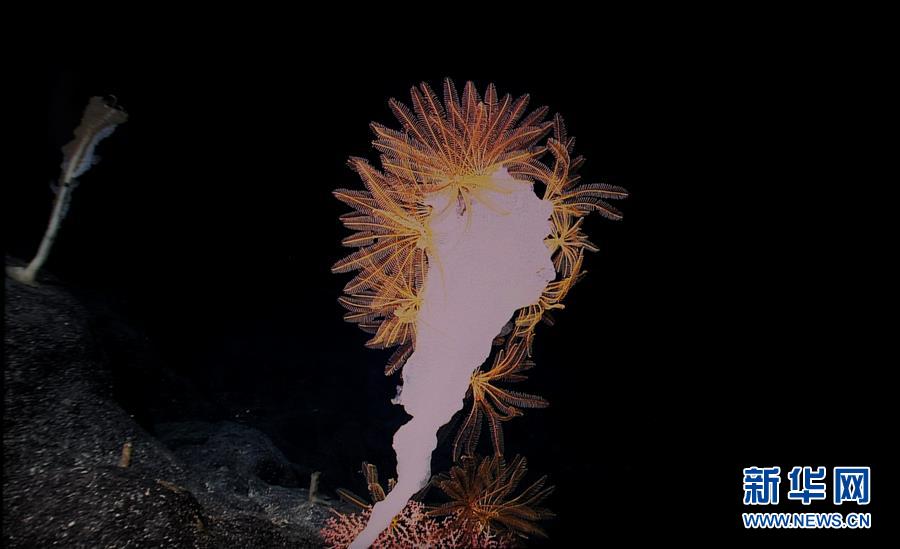西太平洋の「海底の花園」マゼラン海山の生物たち