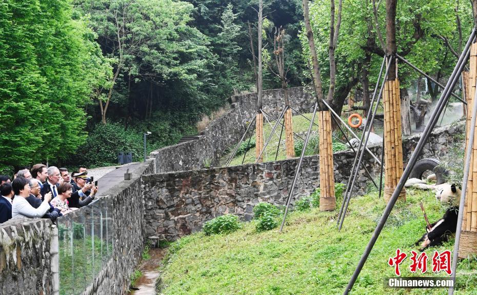 オーストリアの大統(tǒng)領一行、四川省でパンダと対面