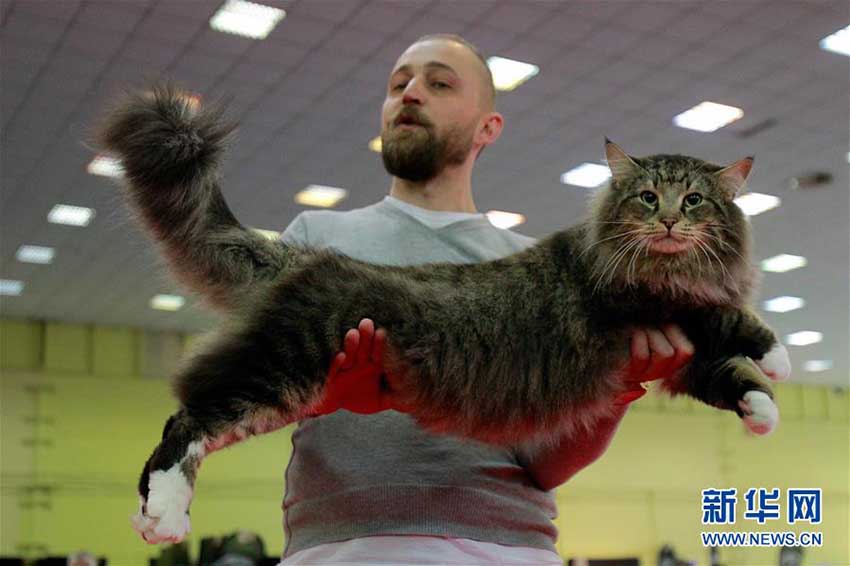 美しいニャンコ大集合！ルーマニアでキャットコンテスト