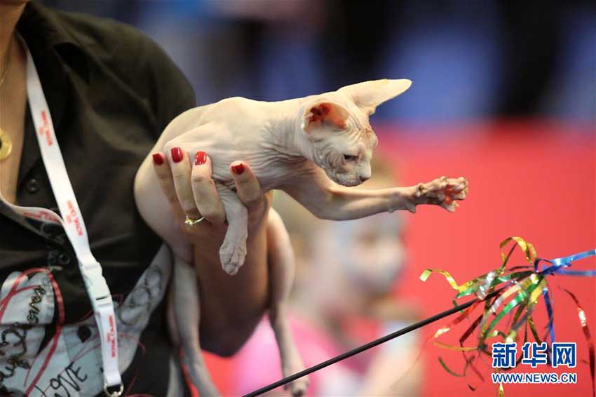 美しいニャンコ大集合！ルーマニアでキャットコンテスト