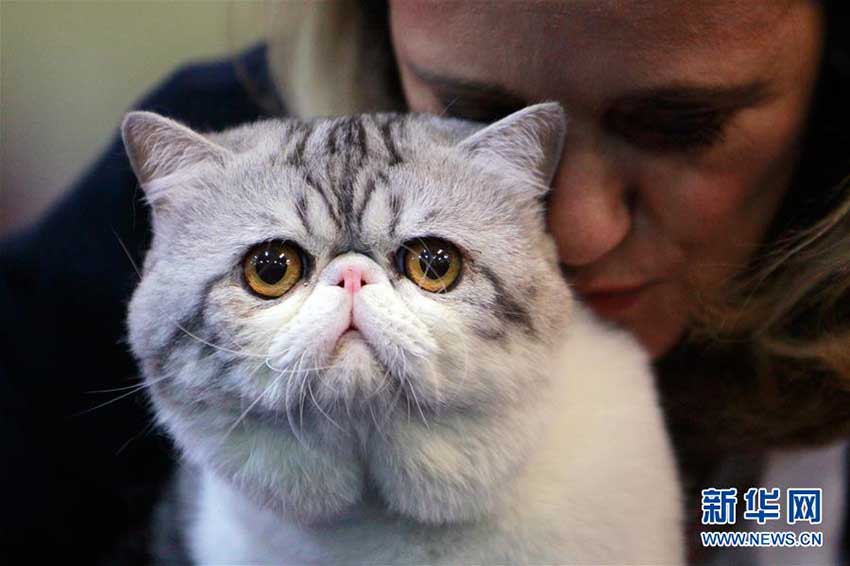 美しいニャンコ大集合！ルーマニアでキャットコンテスト