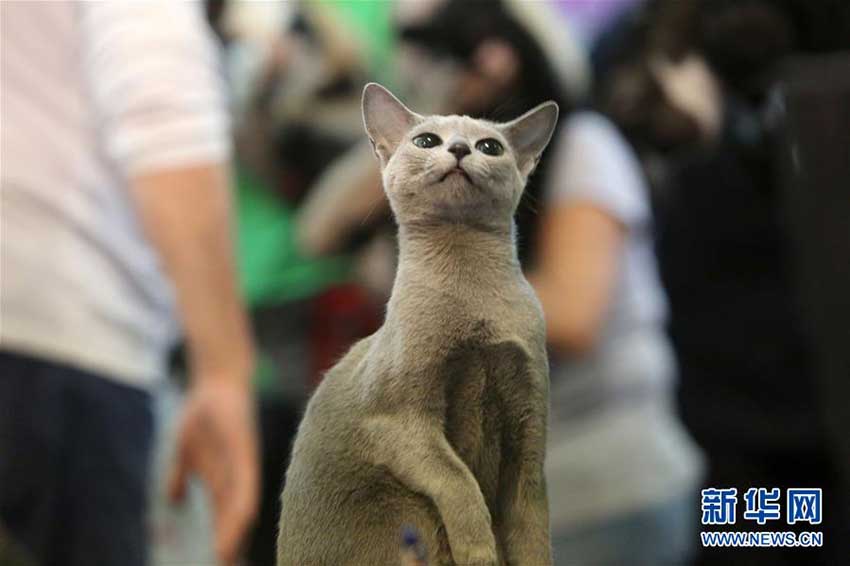 美しいニャンコ大集合！ルーマニアでキャットコンテスト